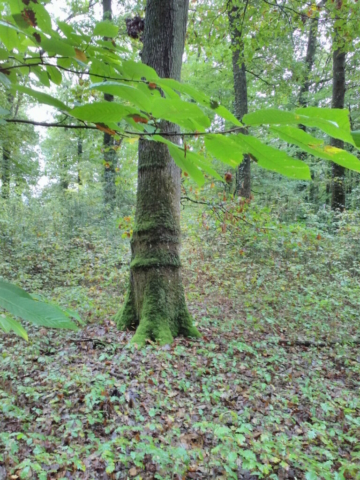 Le Choix-peau magique, dans la Forêt du Gâvre Le Choix-peau magique, dans la Forêt du Gâvre