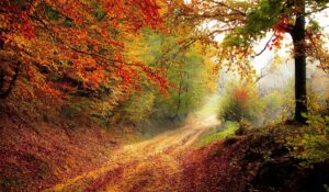 Un beau chemin de Lumière en automne !