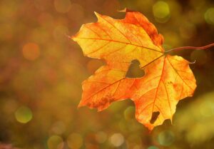 Feuille dorée d'automne