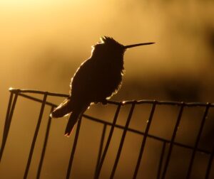Colibri à l'aube d'un jour nouveau
