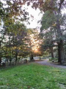 Coucher de soleil, forêt, automne