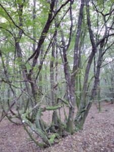 Charme mystérieux, en forêt de Melleraye (44)