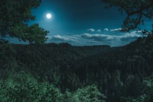 Pleine Lune au-dessus de la forêt