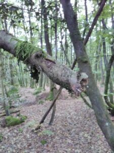 Esprit animal, se montrant à travers une forme dans une branche