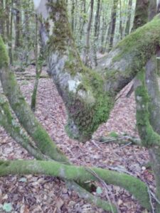 Présence d'un faune