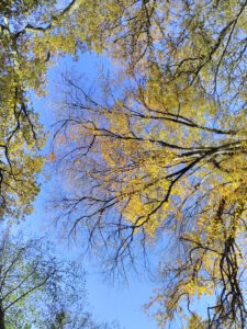 La cime des arbres, près des Arcades, à Joué-sur-Erdre (44)