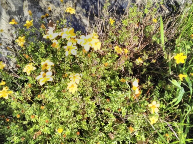 Astéracées jaunes (bidens) Astéracées jaunes (bidens)