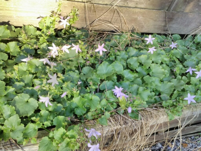 Campanules étoilées Campanules étoilées