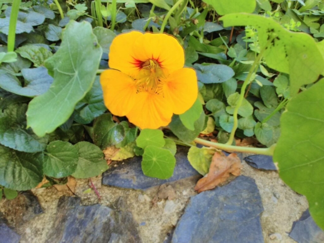 Fleur de capucine Fleur de capucine