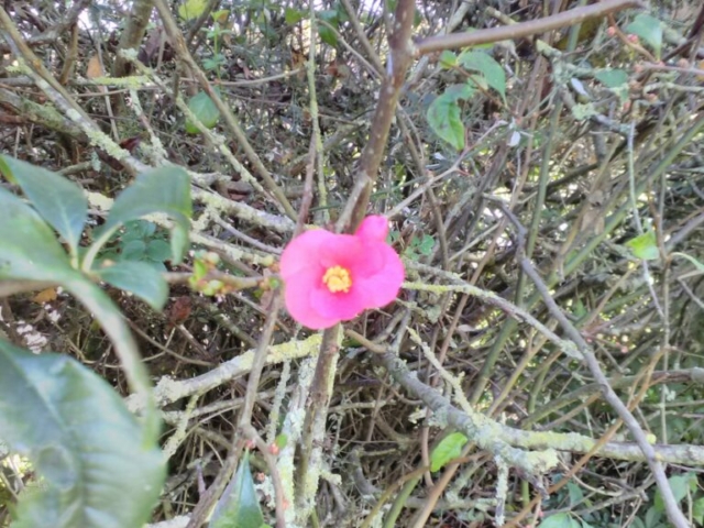 Cognassier du Japon Cognassier du Japon