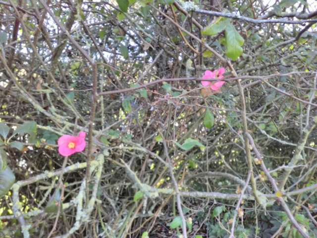 Cognassier du Japon Cognassier du Japon