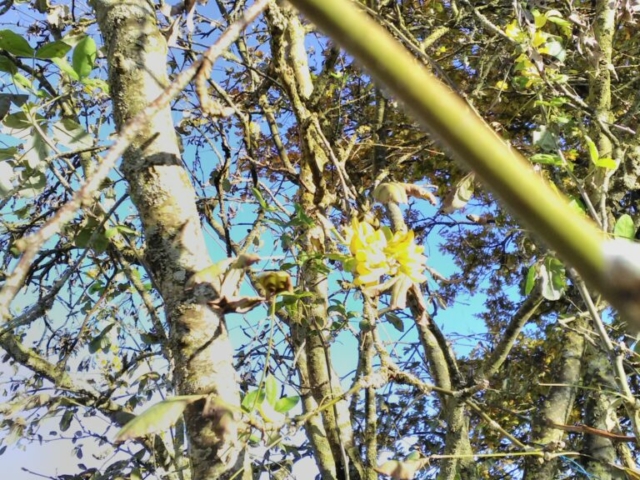 Fleurs de cytise Fleurs de cytise