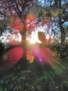 Fleur de Cytise - Décembre 2020