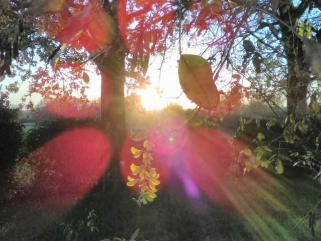 Fleur de cytise Fleur de cytise