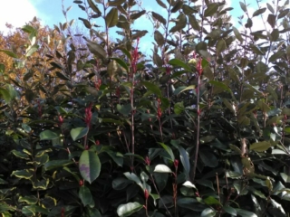 Fotinia : bourgeons et jeunes feuilles