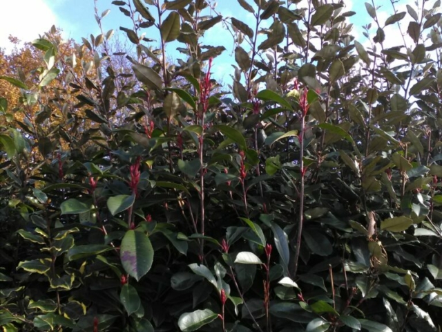 Fotinia : bourgeons et jeunes feuilles Fotinia : bourgeons et jeunes feuilles