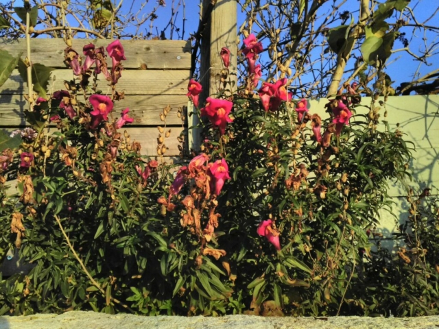 Mufliers mauves Mufliers mauves