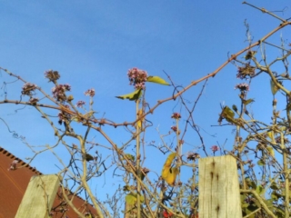 Fleurs de lilas mauve