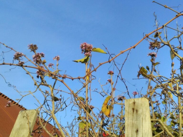 Fleurs de lilas mauve Fleurs de lilas mauve