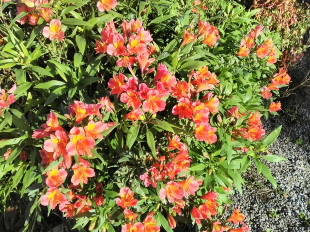 Lys des Incas Lys des Incas