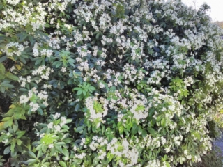 Fleurs d'oranger du Mexique