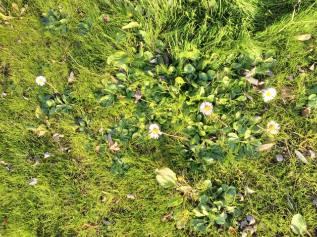 Pâquerettes Pâquerettes