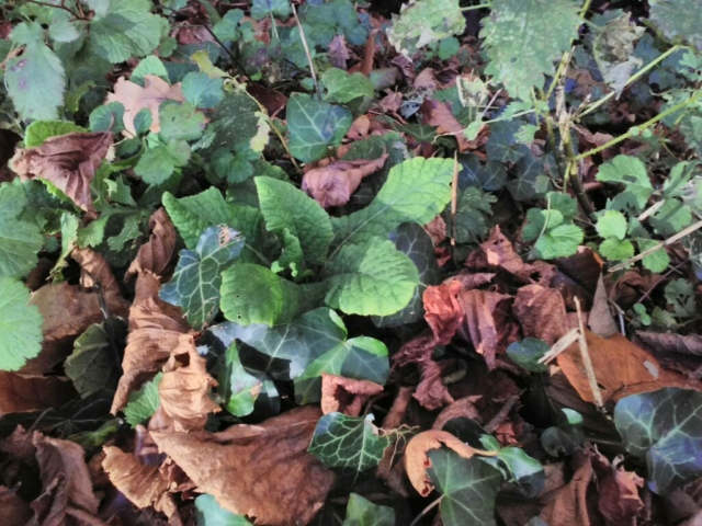 Primevère Primevère