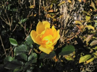 Rose jaune