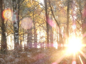 Magnifique lever de Soleil en pleine forêt