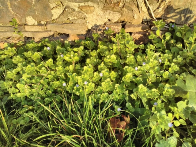 Véronique Véronique