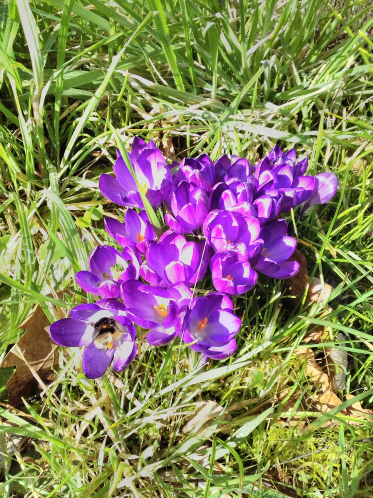 Fleurs de crocus, en grappe