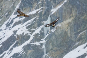 Deux aigles tournoyant dans le ciel