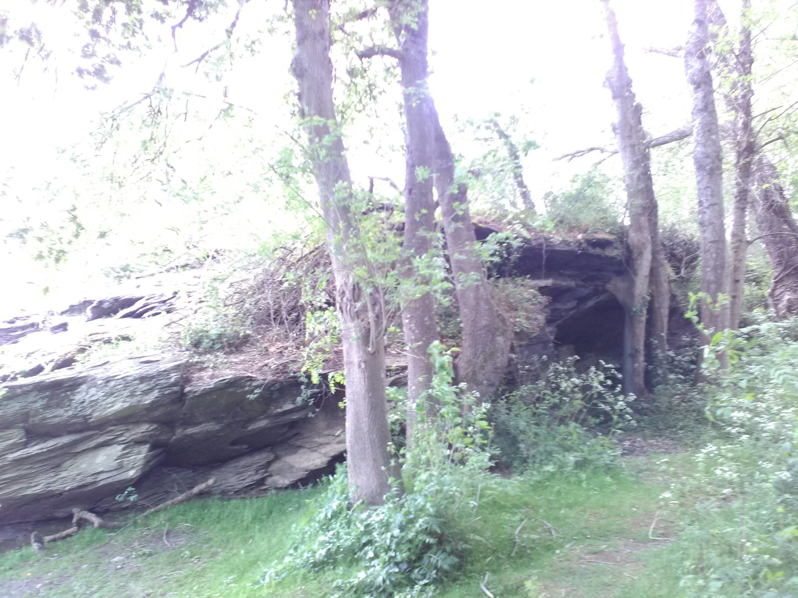 Arbres se confondant avec les roches, semblables à des dolmens