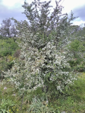 L'Aubépine, un arbuste sacré et vénéré chez les Celtes L'Aubépine, un arbuste sacré et vénéré chez les Celtes