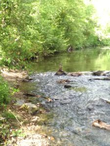 Une marmotte à Joué-sur-Erdre !
