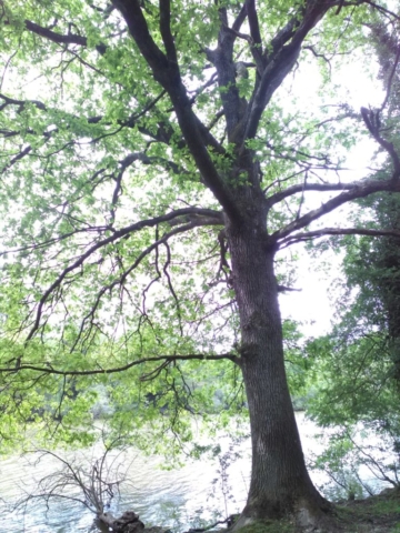 Un chêne, au port élancé Un chêne, au port élancé