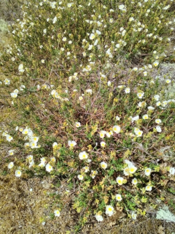 Cyste sauvage Cyste sauvage