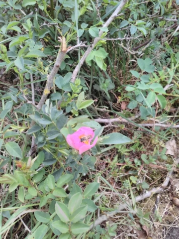Une abeille dans une fleur d'églantier Une abeille dans une fleur d'églantier