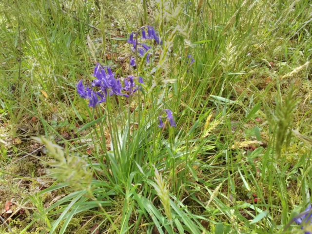 Jacinthes sauvages Jacinthes sauvages