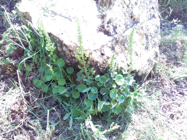 Nombril de Vénus Nombril de Vénus