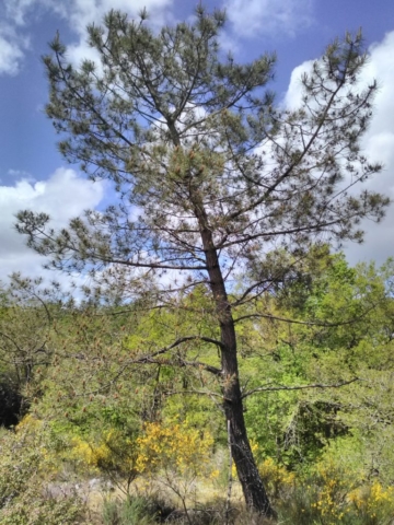 Un pin solitaire Un pin solitaire