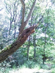 Présence de la Nature