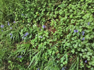 Talus humide tapissé de fleurs sauvages