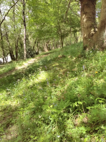 Un tapis de jacinthes sauvages ! Un tapis de jacinthes sauvages !