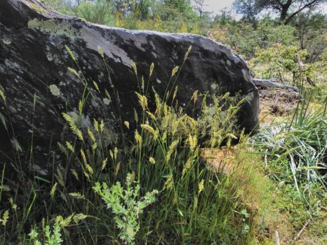 Une tête de tortue ? Une tête de tortue ?