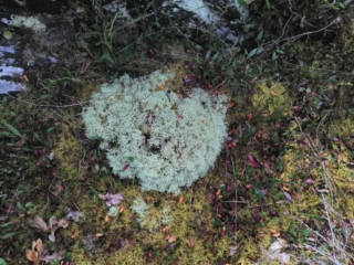 Une touffe de lichen rigolote !