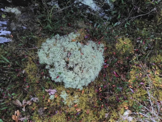 Une touffe de lichen rigolote ! Une touffe de lichen rigolote !