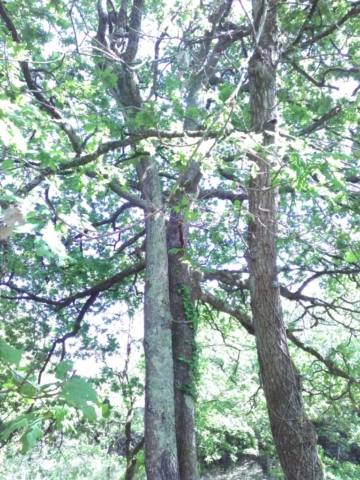 Trois joyeux lurons dansant ! Trois joyeux lurons dansant !