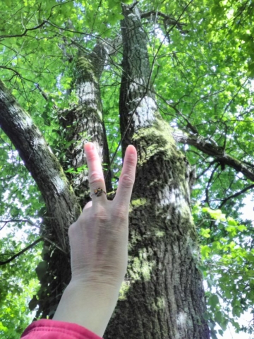 Tschüss, vieille branche ! Tschüss, vieille branche !