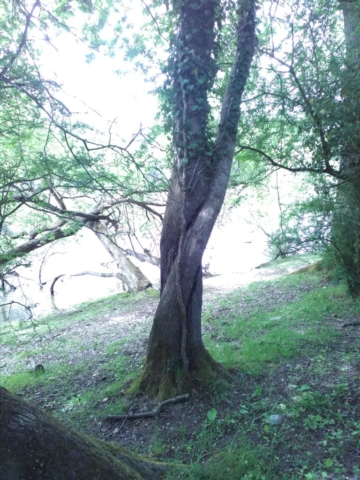 L'union sacrée de deux arbres L'union sacrée de deux arbres